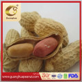 New Crop Roasted Peanut in Shell Exporting Quality From China